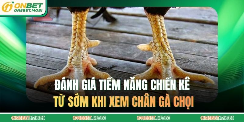 Đánh giá tiềm năng chiến kê từ sớm khi xem chân gà chọi