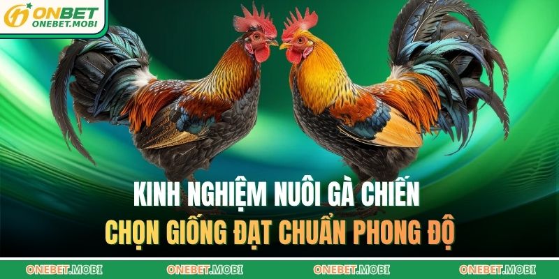 Kinh nghiệm nuôi gà chiến chọn giống đạt chuẩn phong độ